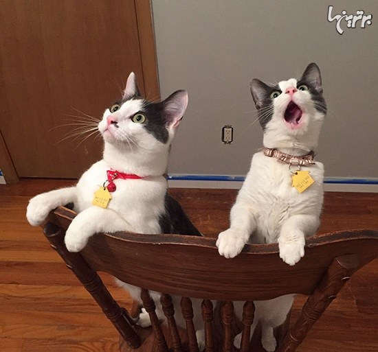 حرکات نمایشی این گربه ها اسکار دارد!