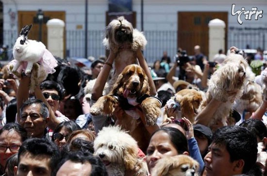 مراسم متبرک کردن حیوانات خانگی در پرو!