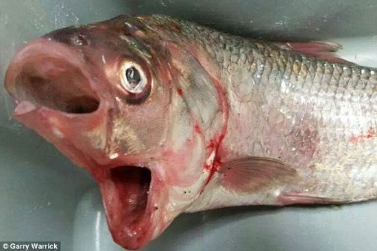 شکار ماهی عجیب با دو دهان +عکس