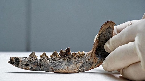 کشف فسیل ۱۲هزار ساله‌ی یک سگ