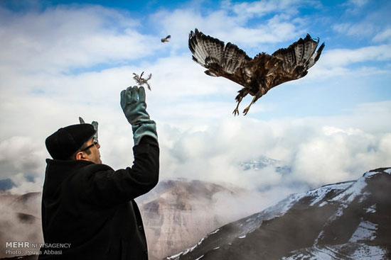 عکس: آزادسازی پرندگان وحشی در تبریز