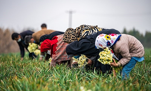 عکس‌های برداشت گل نرگس از مازندران دل‌تان را می‌برد