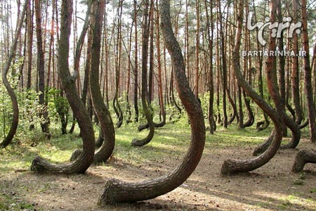 اسرار آمیزترین جنگل های دنیا