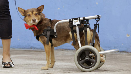 زندگی عادی حیوانات معلول با پروتز +عکس
