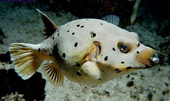 بادکنک ماهی خال‌سیاه یا ماهی سگ‌صورت
