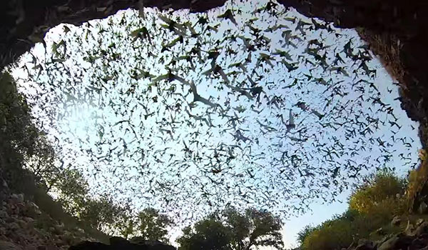 چرا خفاش‌ها در غارهای سرد زندگی می‌کنند؟