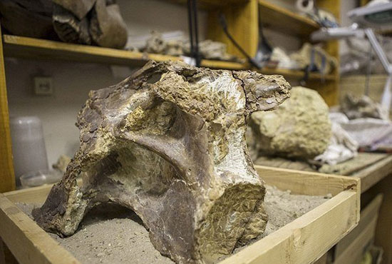 قبرستان دایناسورها در سیبری کشف شد