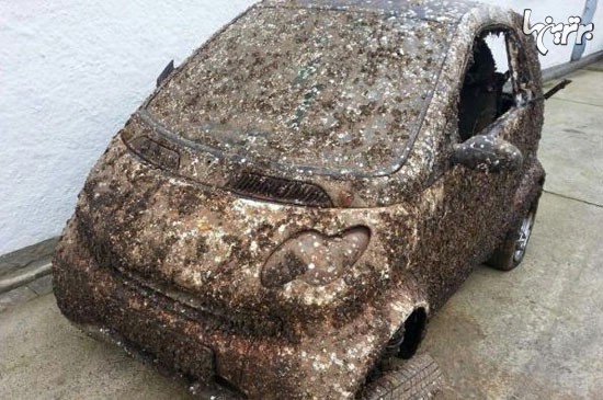 اتومبیل دزدی بعد از 7 سال در دریا پیدا شد