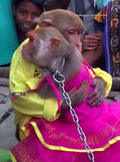 جشن عروسی میمون‌ها + عکس