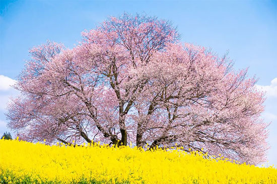 طبیعت زیبای بهار در ژاپن