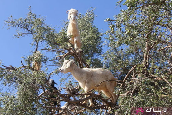 نقش «بزهای درختی» در زندگی بومیان مراکش
