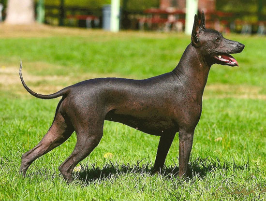 8 نمونه از عجیب ترین و کمیاب ترین نژاد سگ ها در دنیا