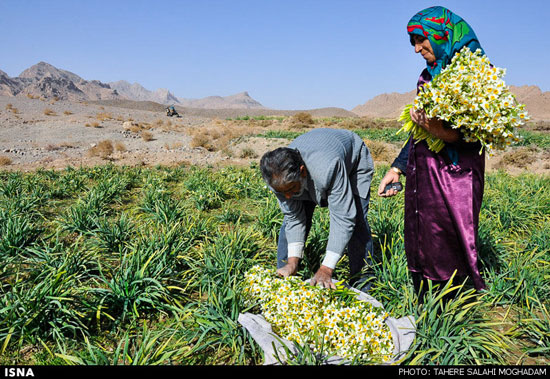 عکس: برداشت گل نرگس در بیرجند