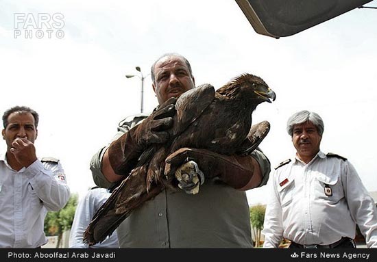 عکس: تحویل عقاب گرفتار به محیط زیست