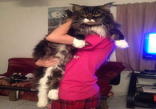 گربه‌هایی هم قد انسان! +عکس
