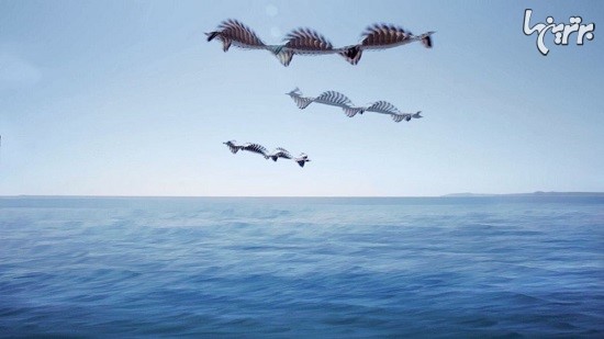 تصاویر جالب و خلاقانه از پرواز پرنده ها