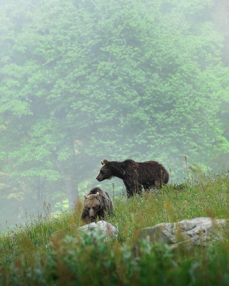 بازیگوشی دو توله خرس در ارتفاعات مازندران