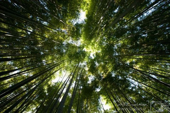 جنگل های فوق العاده زیبای بامبو در ژاپن