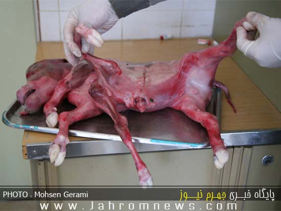عکس عجیب ترین جنین گوساله در ایران