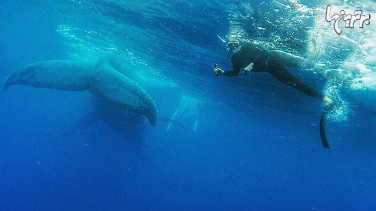 سلفی با نهنگ های 15 متری