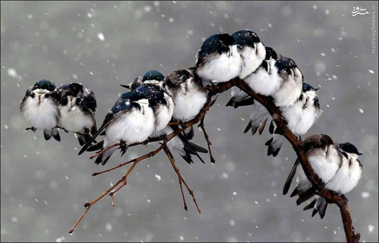 خوابیدن دسته جمعی پرندگان