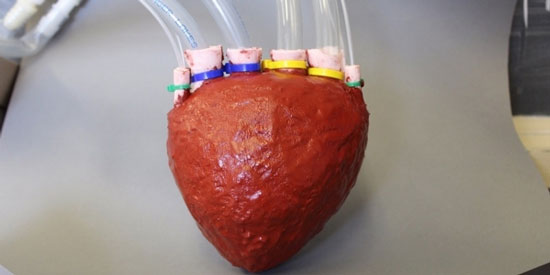 ساخت قلب مصنوعی از جنس فوم +عکس