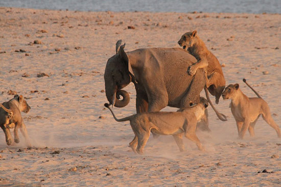 عکس: مبارزه فیل جوان با 14 شیر گرسنه