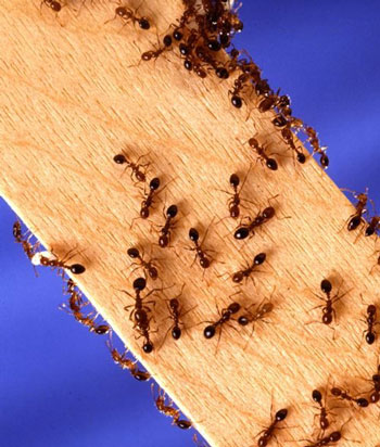 9 راهکار برای دور کردن مورچه‌ها از گوشه و کنار خانه
