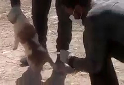 سگ‌ کشی با اسید در شیراز! +عکس