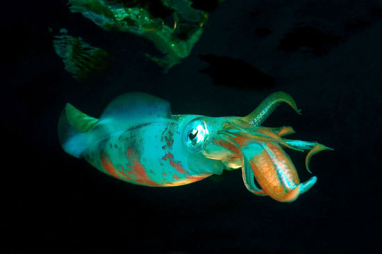 ماهی‌مرکب بسیار زیبا در دریای سرخ +عکس