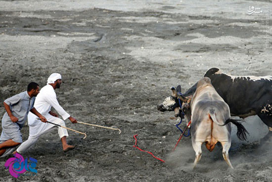 عکس: جنگ سنتی گاو ها در امارات