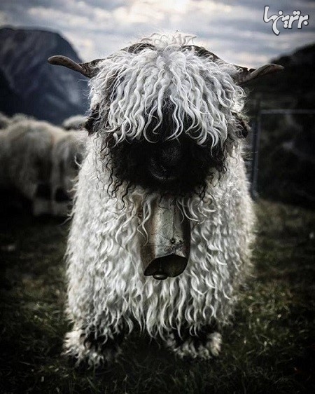 این گوسفندها زیبا هستند یا ترسناک؟