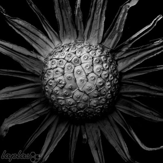 هنرِ عکاسی از گیاهان پوسیده! +عکس