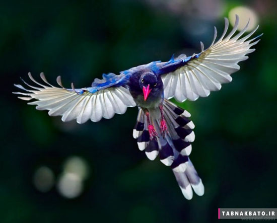 نمونه عکس‌های الهام‌بخش «عکاسی از پرندگان»