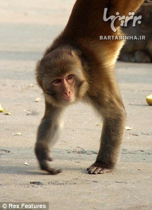 این میمون معلول همه را حیرت زده کرد!