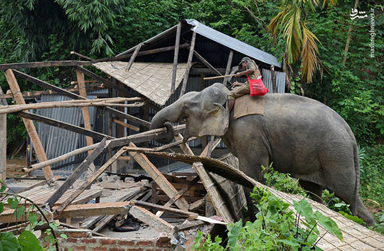 تخریب خانه‌های غیرمجاز با استفاده از حیوانات
