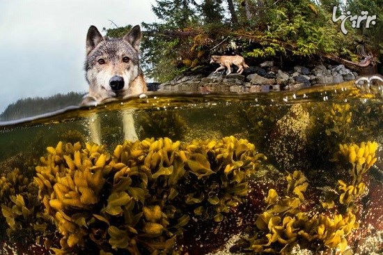 گرگ‌های دریایی کمیاب که در اقیانوس زندگی می‌کنند