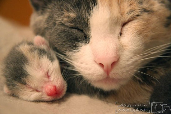 عکس: مادرانه ای از جنس گربه ها!