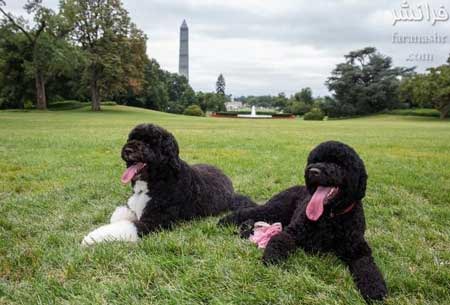 امضای سگ های خانواده اوباما! +عکس