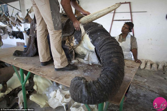 تصاویر خشک کردن حیوانات در نامیب