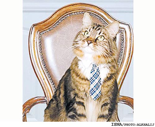 یک گربه نامزد انتخابات سنا شد! + عکس