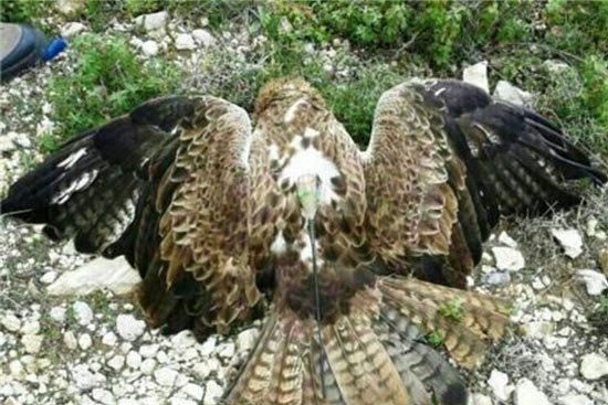 عکس: شکار عقاب جاسوس اسرائیلی