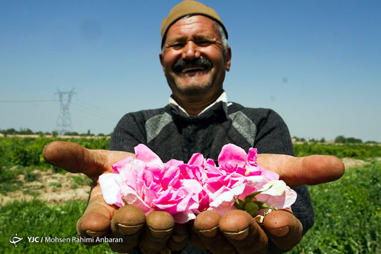 تصاویری از آغاز برداشت گل محمدی