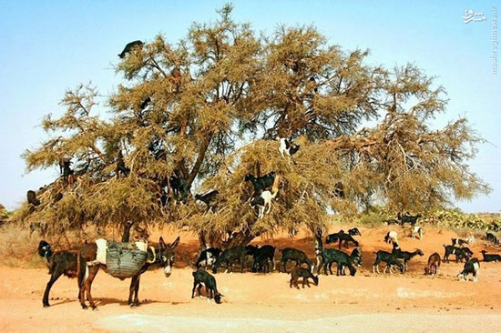 بز درختی در مراکش! +عکس