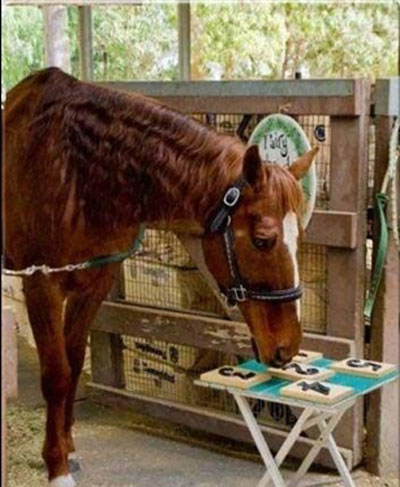 اسب عجیبی که ریاضی حل می کند! + عکس