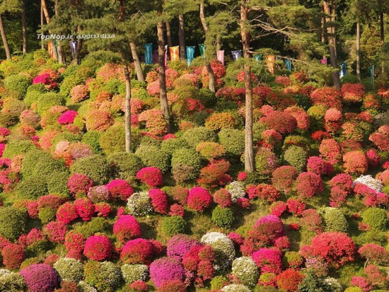 معبدی در دل گل ها در ژاپن +عکس