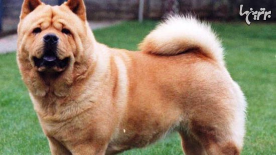 خطرناک‌ترین نژادهای سگ در دنیا +عکس