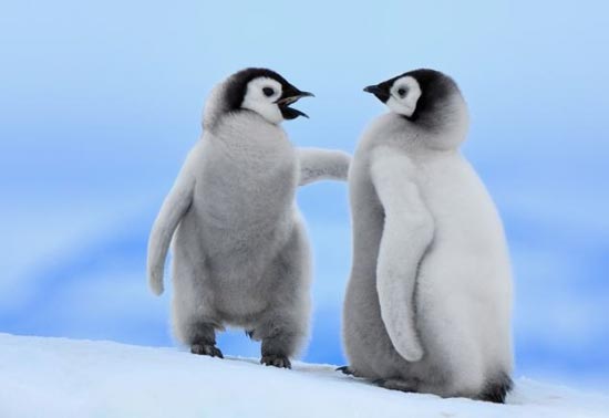 عکس: آموزش راه رفتن به بچه پنگوئن بامزه