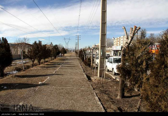 تصاویری از جابجایی درختان در زنجان