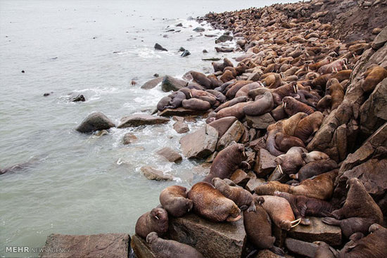 تجمع گرازهای دریایی در ساحل روسیه